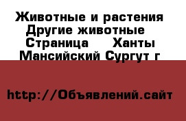 Животные и растения Другие животные - Страница 3 . Ханты-Мансийский,Сургут г.